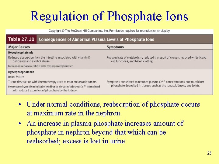 Regulation of Phosphate Ions • Under normal conditions, reabsorption of phosphate occurs at maximum