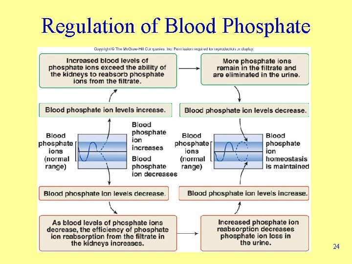 Regulation of Blood Phosphate 24 