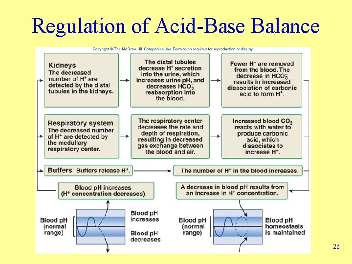 Regulation of Acid-Base Balance 26 