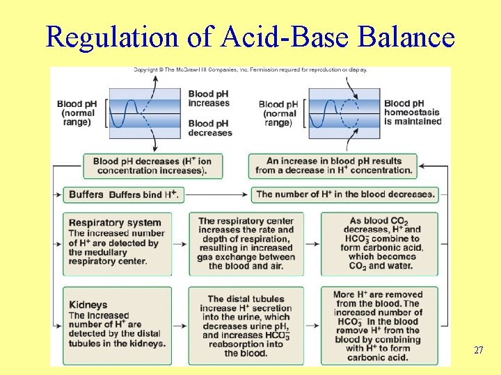 Regulation of Acid-Base Balance 27 