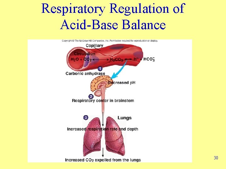 Respiratory Regulation of Acid-Base Balance 30 