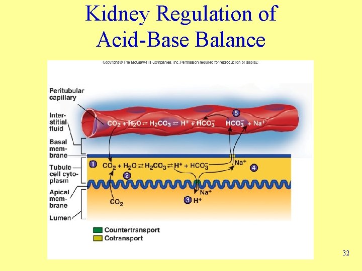 Kidney Regulation of Acid-Base Balance 32 