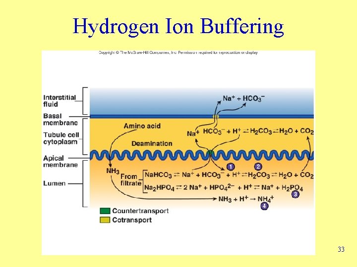 Hydrogen Ion Buffering 33 