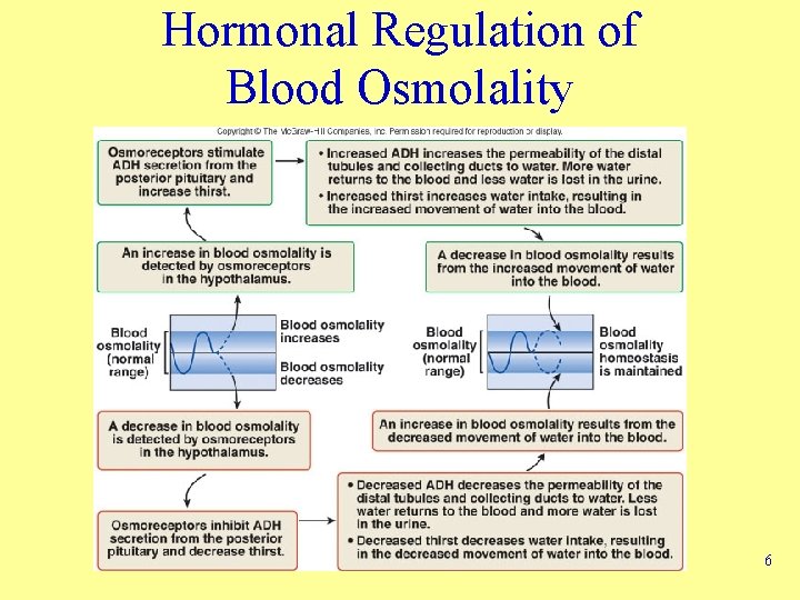 Hormonal Regulation of Blood Osmolality 6 