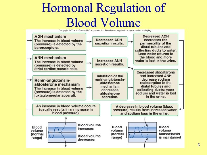 Hormonal Regulation of Blood Volume 8 