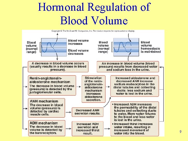 Hormonal Regulation of Blood Volume 9 