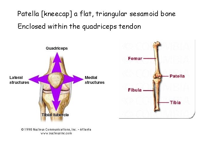 Patella [kneecap] a flat, triangular sesamoid bone Enclosed within the quadriceps tendon 