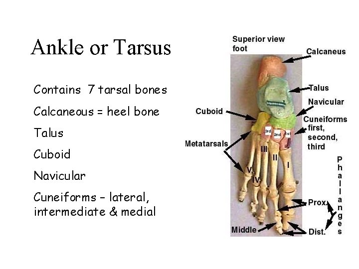 Ankle or Tarsus Contains 7 tarsal bones Calcaneous = heel bone Talus Cuboid Navicular