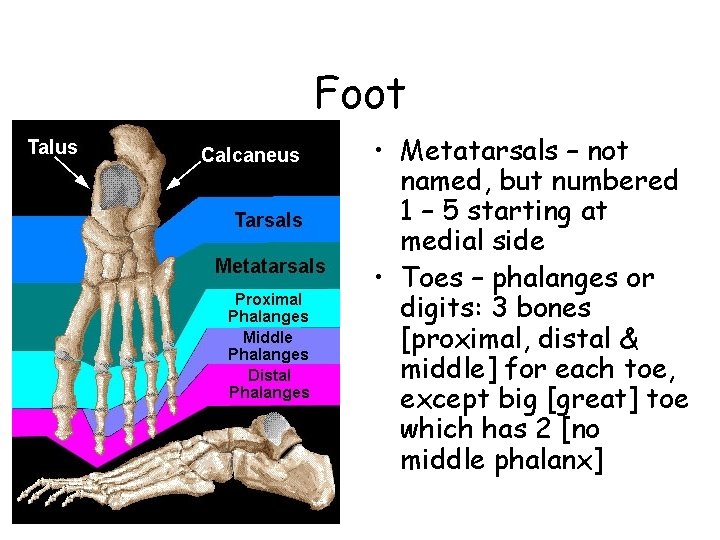 Foot • Metatarsals – not named, but numbered 1 – 5 starting at medial