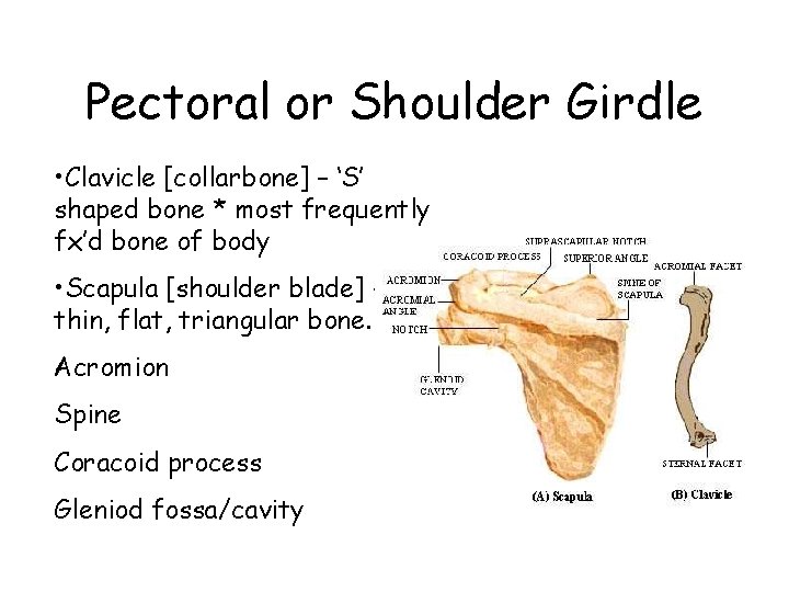 Pectoral or Shoulder Girdle • Clavicle [collarbone] – ‘S’ shaped bone * most frequently