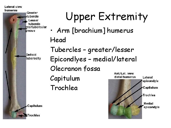 Upper Extremity • Arm [brachium] humerus Head Tubercles – greater/lesser Epicondlyes – medial/lateral Olecranon