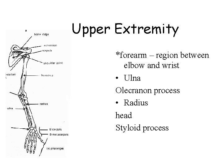 Upper Extremity *forearm – region between elbow and wrist • Ulna Olecranon process •