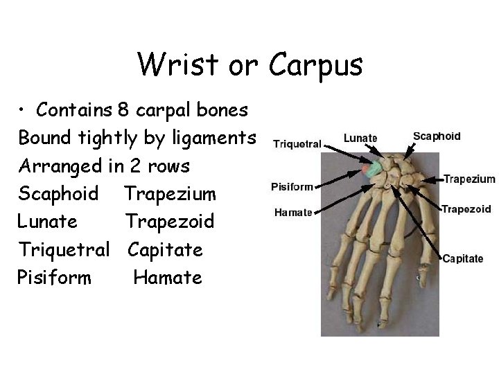 Wrist or Carpus • Contains 8 carpal bones Bound tightly by ligaments Arranged in