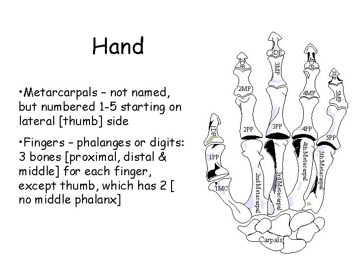 Hand • Metarcarpals – not named, but numbered 1 -5 starting on lateral [thumb]