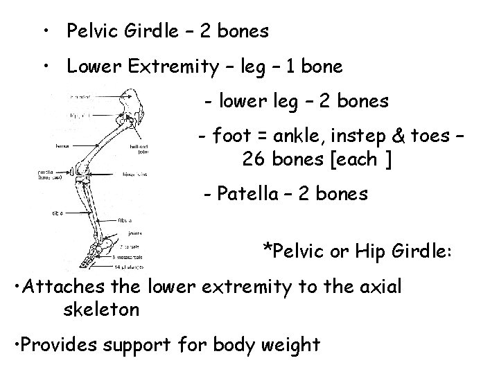  • Pelvic Girdle – 2 bones • Lower Extremity – leg – 1