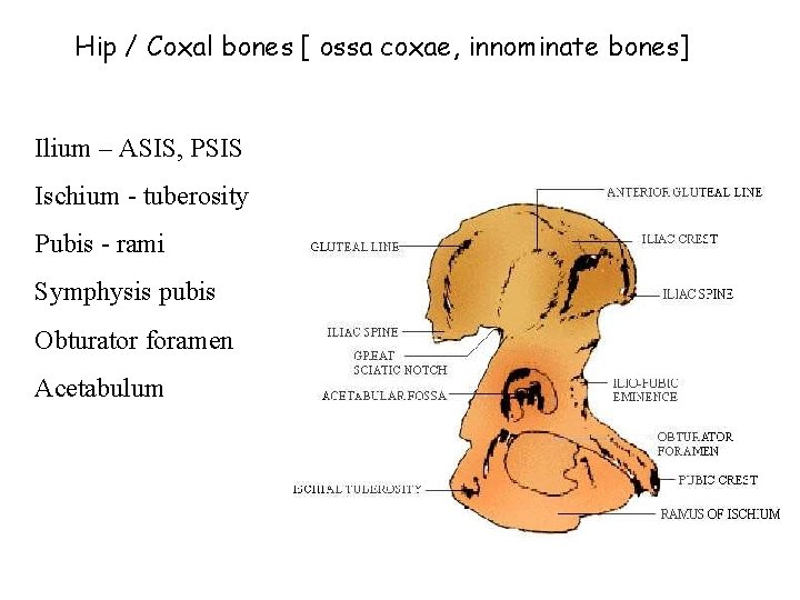 Hip / Coxal bones [ ossa coxae, innominate bones] Ilium – ASIS, PSIS Ischium
