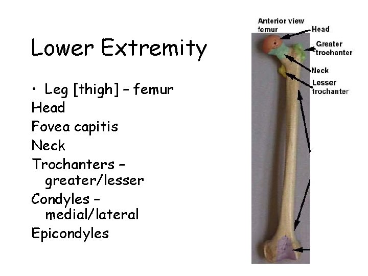Lower Extremity • Leg [thigh] – femur Head Fovea capitis Neck Trochanters – greater/lesser