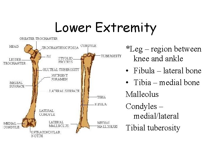 Lower Extremity *Leg – region between knee and ankle • Fibula – lateral bone