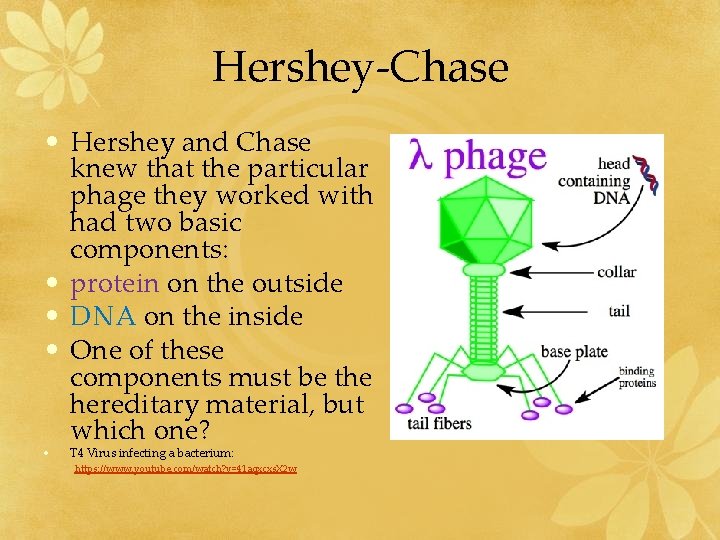 Hershey-Chase • Hershey and Chase knew that the particular phage they worked with had