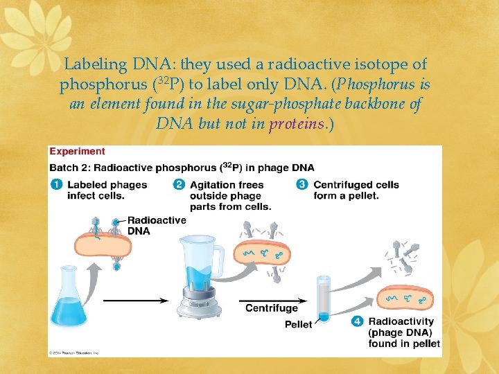 Labeling DNA: they used a radioactive isotope of phosphorus (32 P) to label only