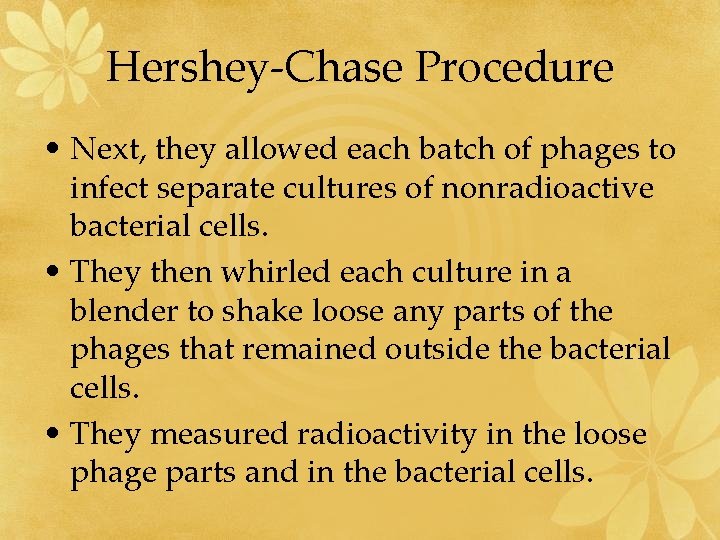 Hershey-Chase Procedure • Next, they allowed each batch of phages to infect separate cultures