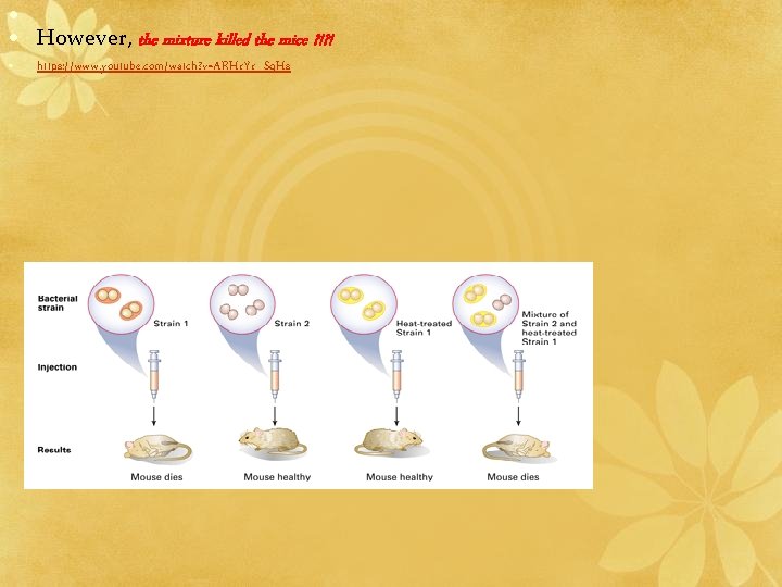  • • However, the mixture killed the mice ? !? ! • https: