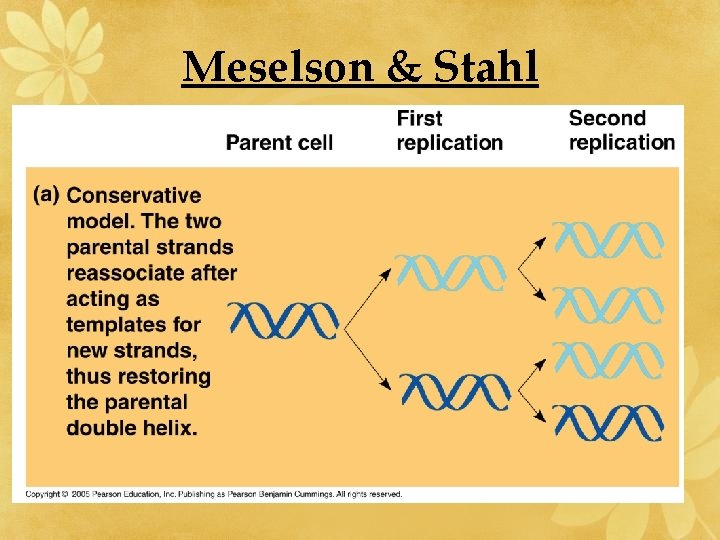 Meselson & Stahl 