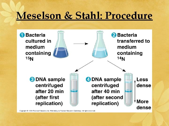 Meselson & Stahl: Procedure 