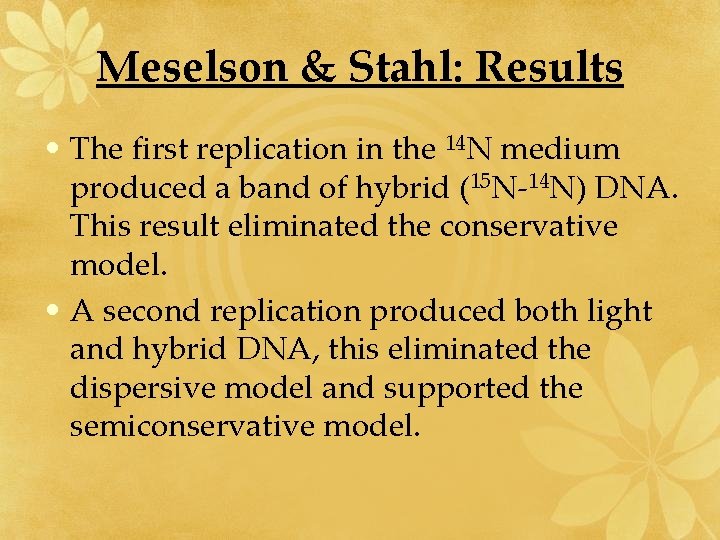 Meselson & Stahl: Results • The first replication in the 14 N medium produced