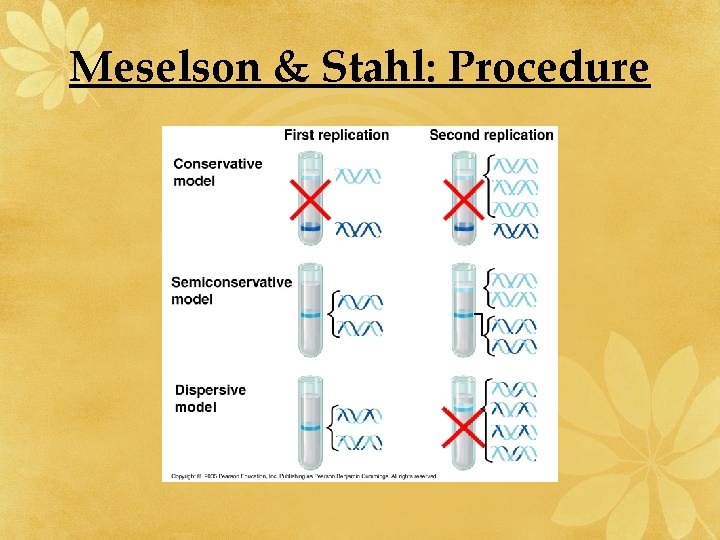 Meselson & Stahl: Procedure 