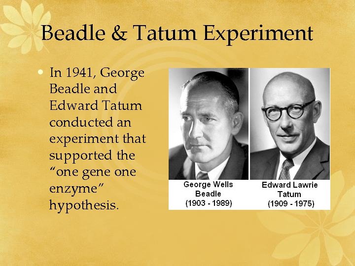 Beadle & Tatum Experiment • In 1941, George Beadle and Edward Tatum conducted an