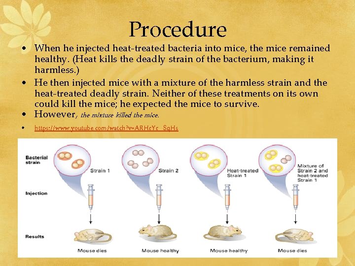 Procedure • When he injected heat-treated bacteria into mice, the mice remained healthy. (Heat