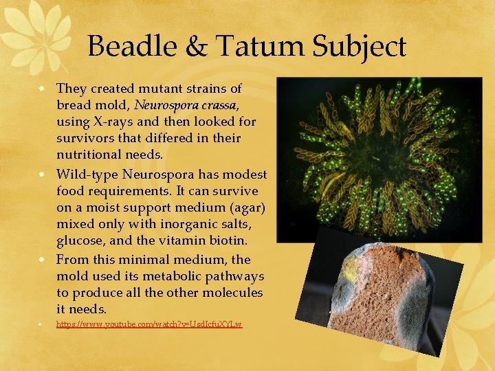 Beadle & Tatum Subject • They created mutant strains of bread mold, Neurospora crassa,