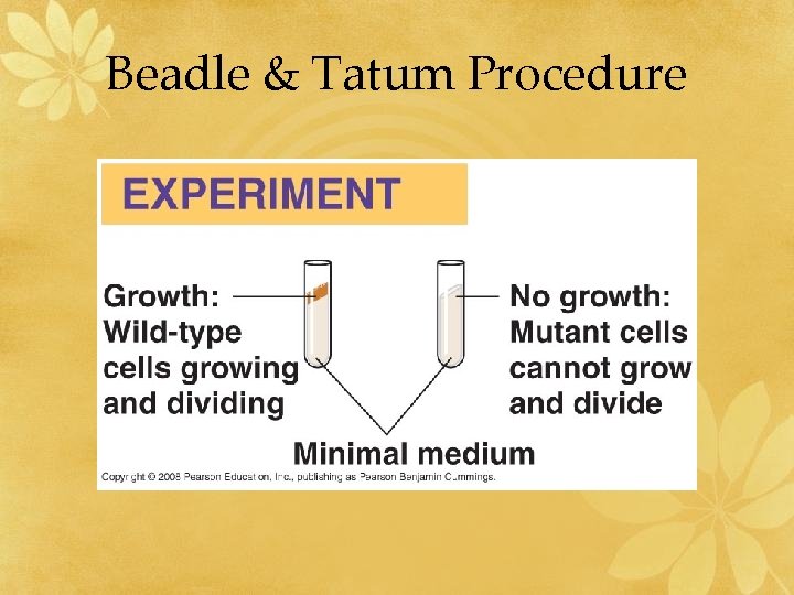 Beadle & Tatum Procedure 