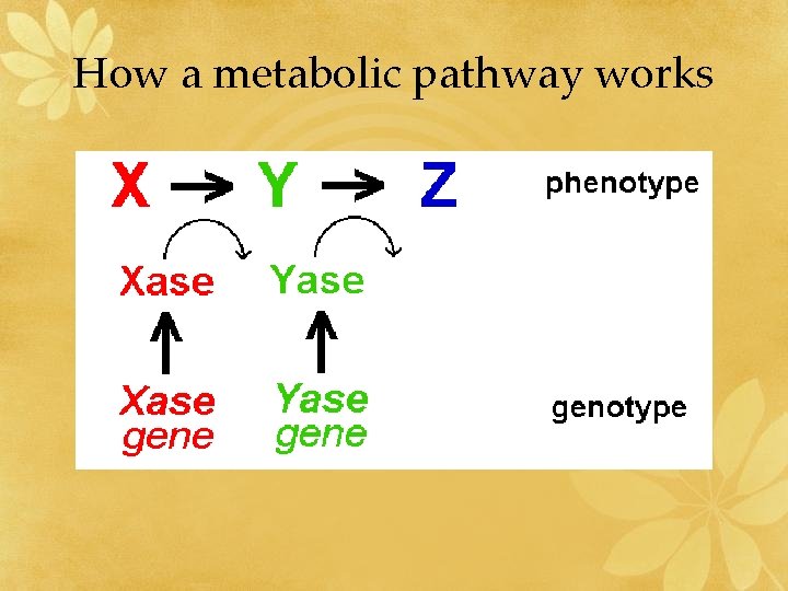 How a metabolic pathway works 