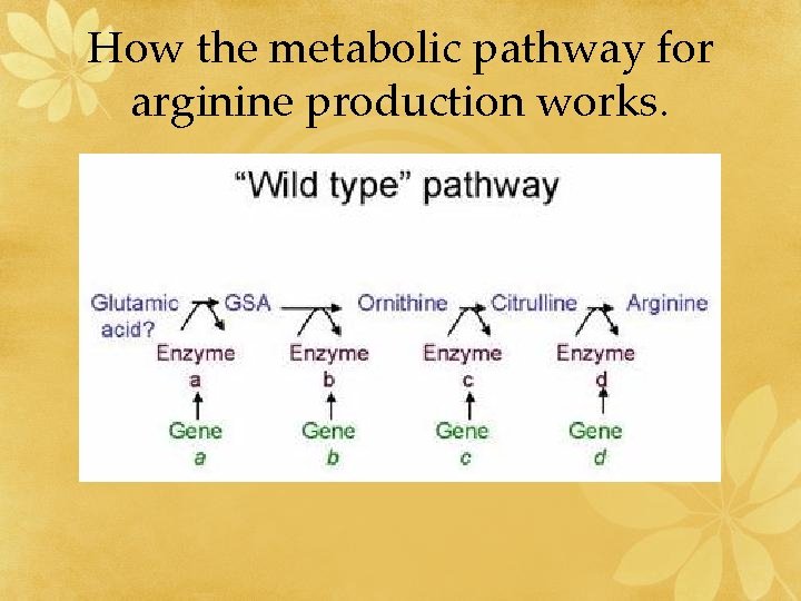How the metabolic pathway for arginine production works. 