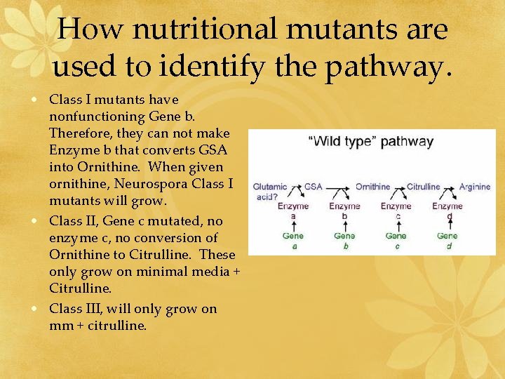 How nutritional mutants are used to identify the pathway. • Class I mutants have