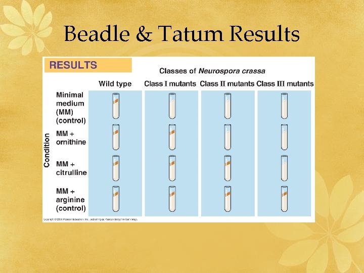 Beadle & Tatum Results 