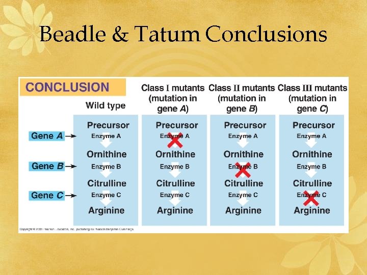 Beadle & Tatum Conclusions 