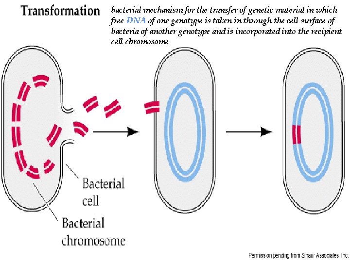 bacterial mechanism for the transfer of genetic material in which free DNA of one