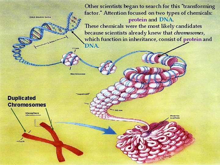 Other scientists began to search for this "transforming factor. " Attention focused on two