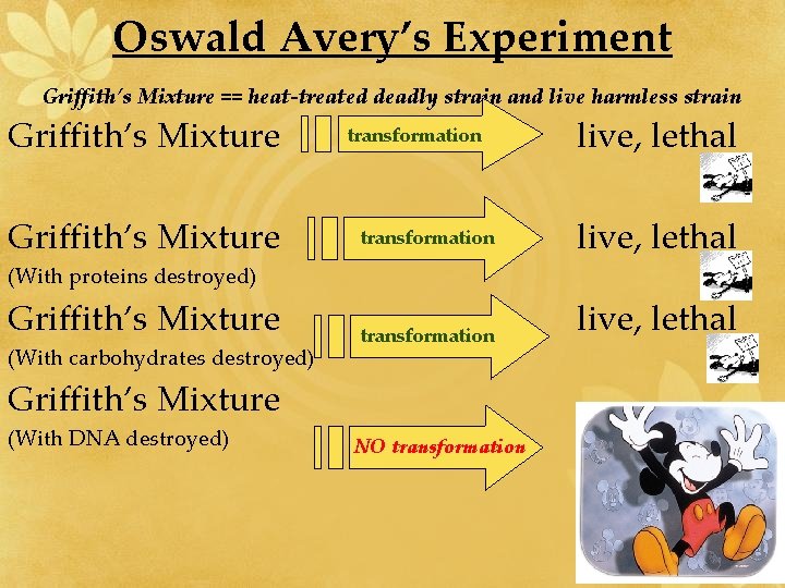 Oswald Avery’s Experiment Griffith’s Mixture == heat-treated deadly strain and live harmless strain Griffith’s