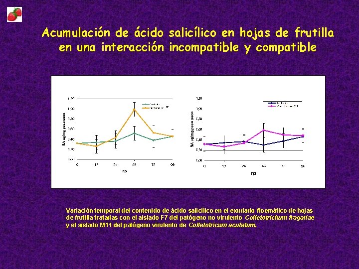 Acumulación de ácido salicílico en hojas de frutilla en una interacción incompatible y compatible