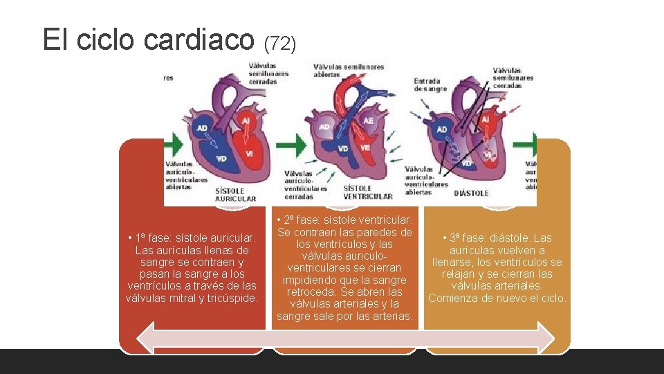 El ciclo cardiaco (72) • 1ª fase: sístole auricular. Las aurículas llenas de sangre