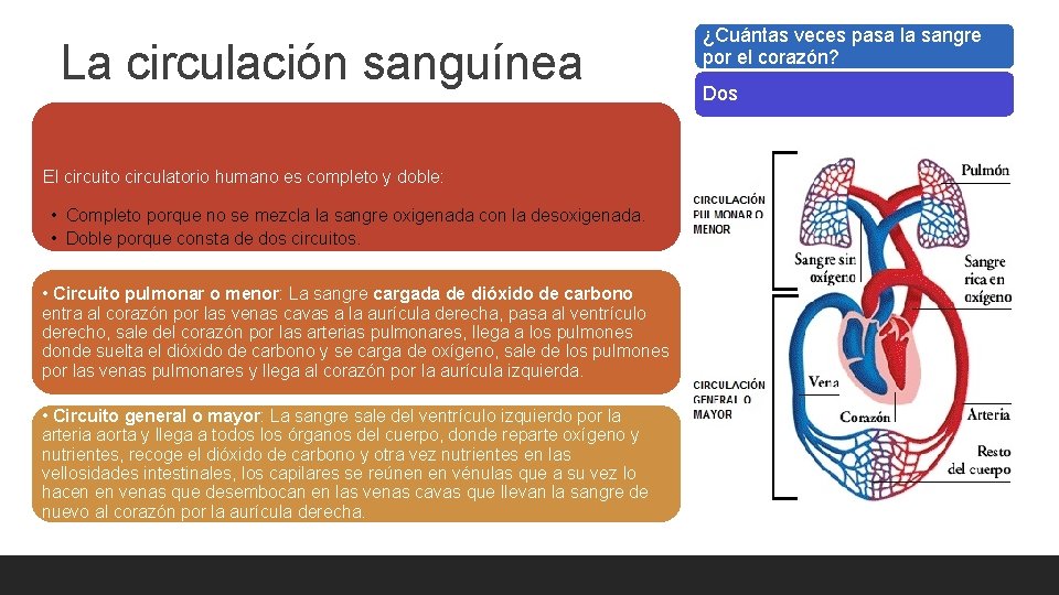 La circulación sanguínea El circuito circulatorio humano es completo y doble: • Completo porque