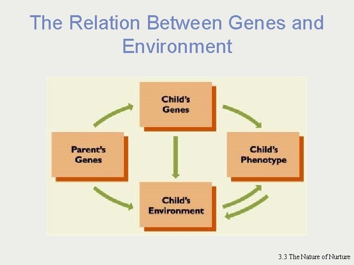 The Relation Between Genes and Environment 3. 3 The Nature of Nurture 