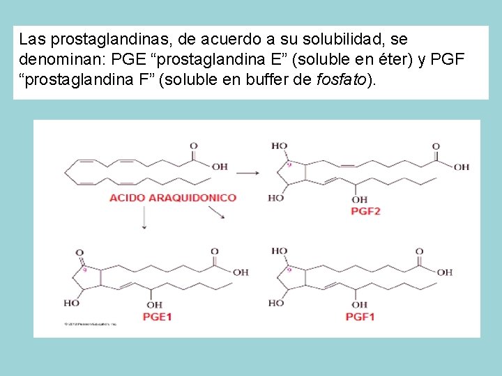 Las prostaglandinas, de acuerdo a su solubilidad, se denominan: PGE “prostaglandina E” (soluble en