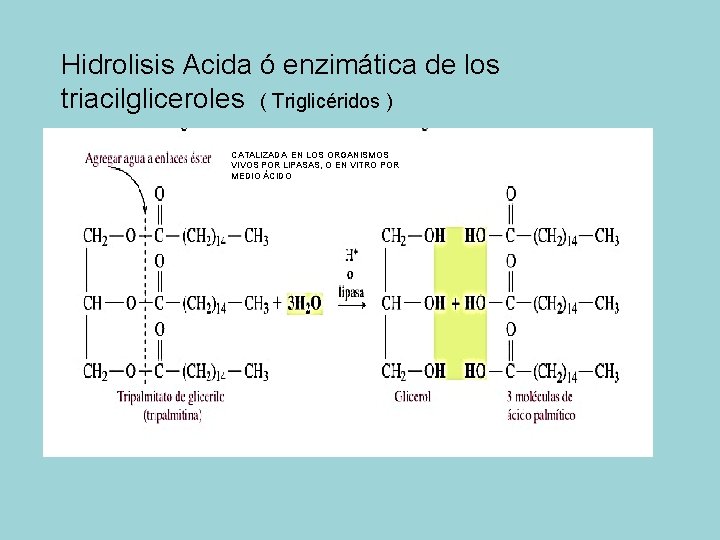 Hidrolisis Acida ó enzimática de los triacilgliceroles ( Triglicéridos ) CATALIZADA EN LOS ORGANISMOS