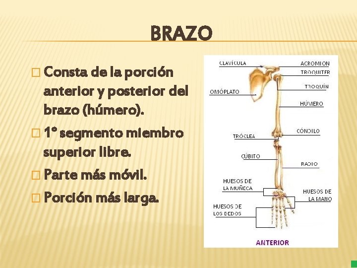 BRAZO � Consta de la porción anterior y posterior del brazo (húmero). � 1°