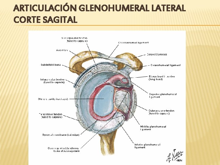 ARTICULACIÓN GLENOHUMERAL LATERAL CORTE SAGITAL 